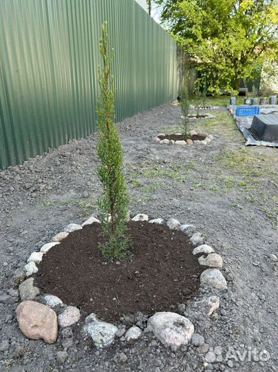 Кипарис Севастопольский