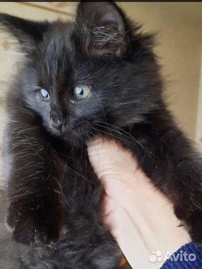 Котенок, девочка, 2-2.5мес