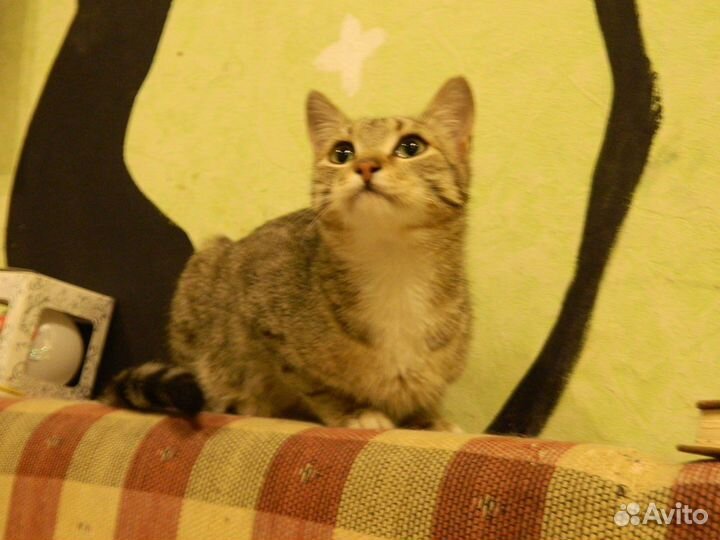 Самый ласковый котёнок в мире