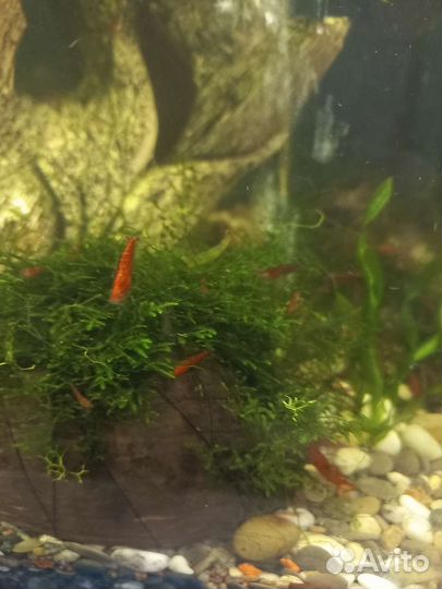 Аквариумные креветки,Ричия, рогалистник
