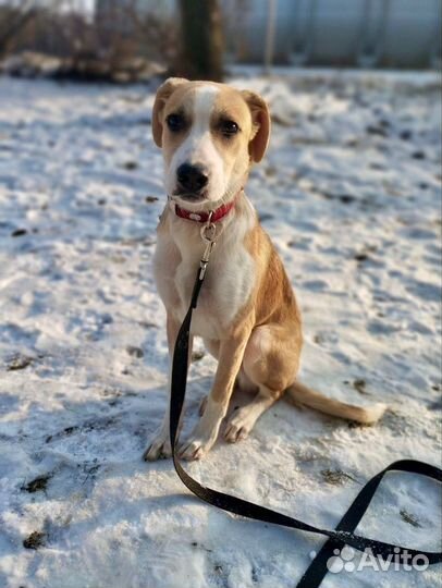 Очаровательный щенок Сэм в добрые руки