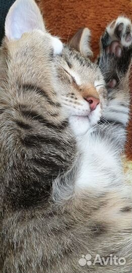 Отдам котёнка в заботливые добрые руки