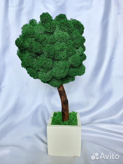 Топиарий со стабилилизованным мхом