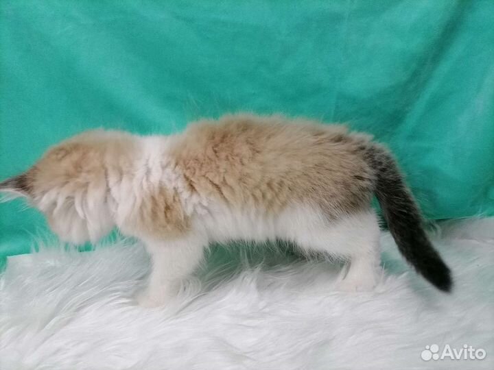 Рэгдолл котята