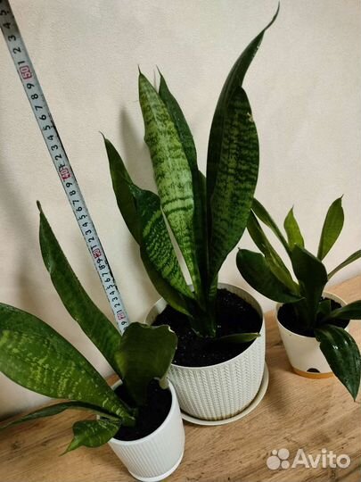 Сансевиерия