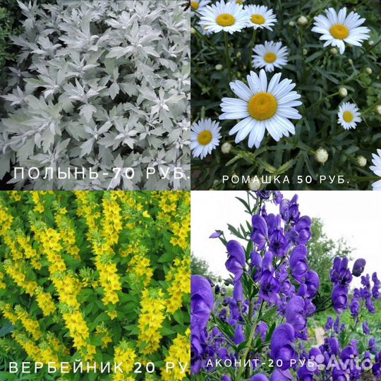 Многолетние цветы для сада