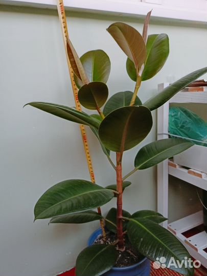 Фикус каучуконосный большой 60см