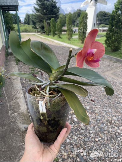 Орхидея Phal. Tying shin Baby smile 