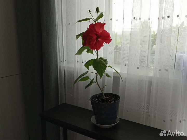 Гибискус китайская роза