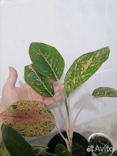 Комнатные цветы