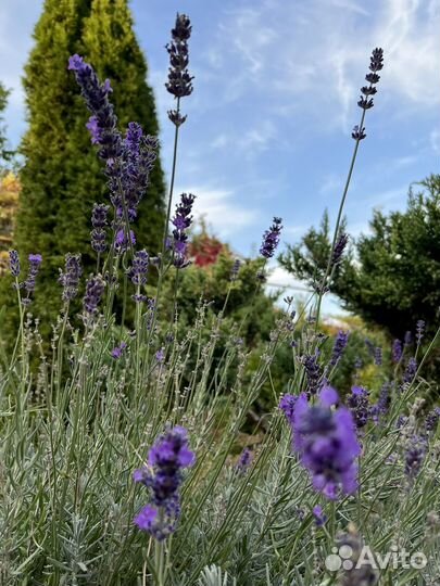 Лаванда