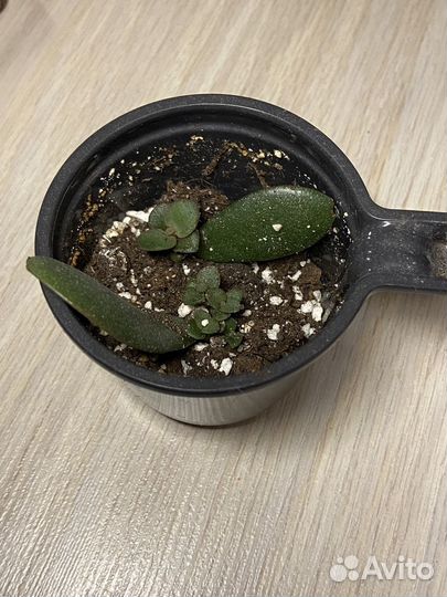 Суккуленты