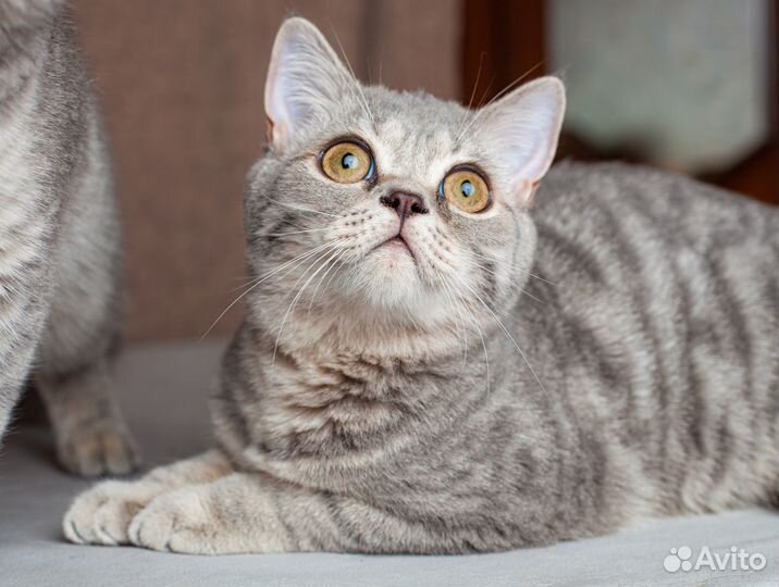 Шотландские мраморные котята