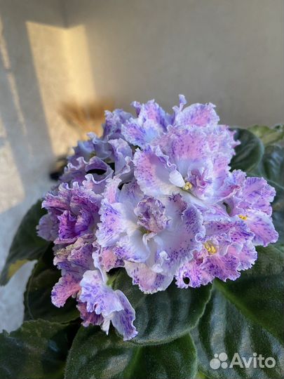 Фиалка сортовая