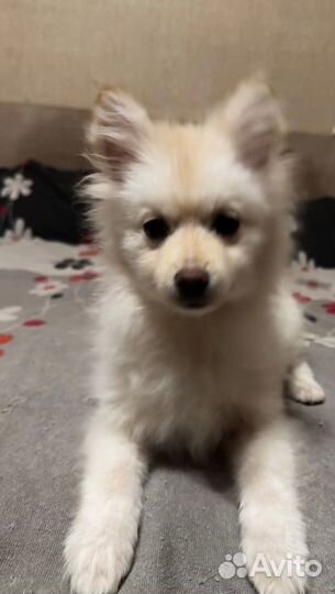 Продам шпица