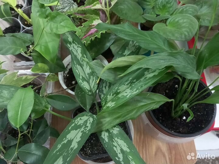 Комнатные растения