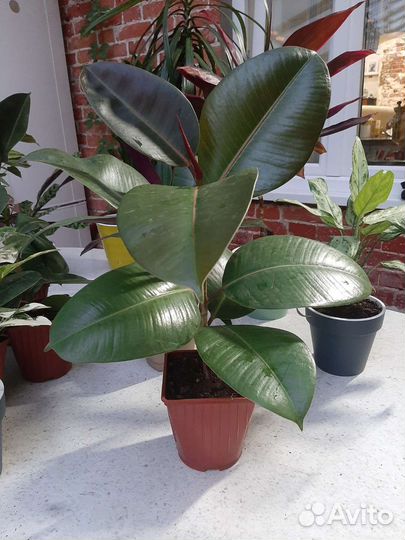 Пилея Кадье, Фикус и др