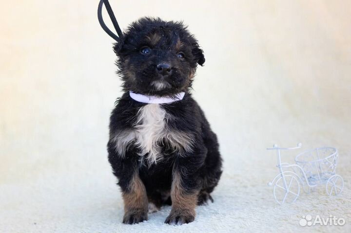 Малыши ищут дом