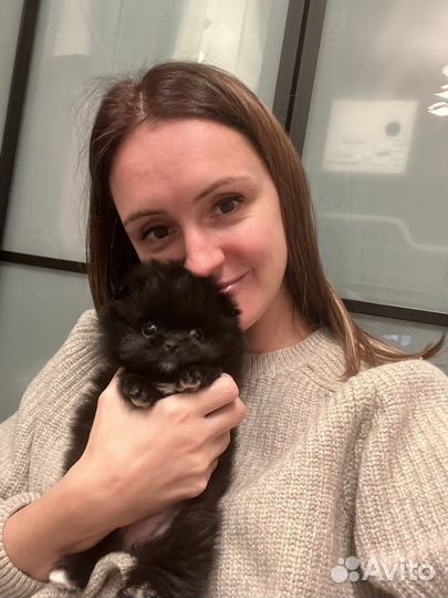 Шпиц померанский черный мальчик и девочка