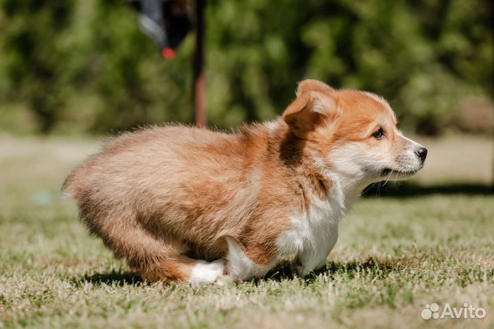 Щенки вельш корги пемброк