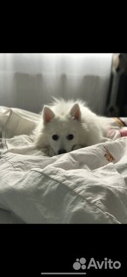 Японский шпиц