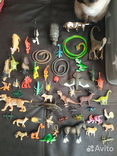 Животные и насекомые