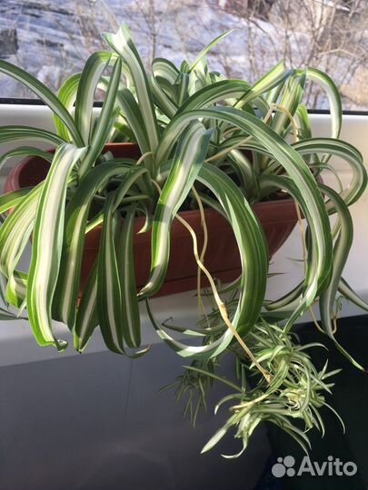 Комнатные цветы