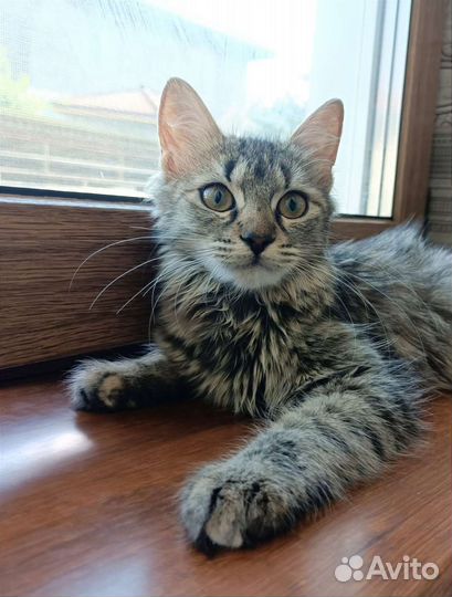 Девочка Василиса в добрые руки