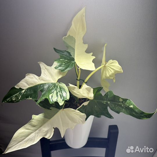 Филодендрон дракон вариегатный