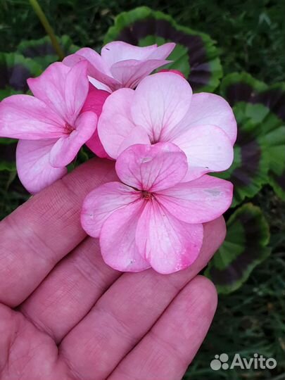 Герань пеларгония