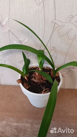 Гиппеаструм Детки