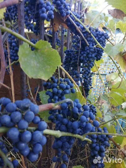 Виноград