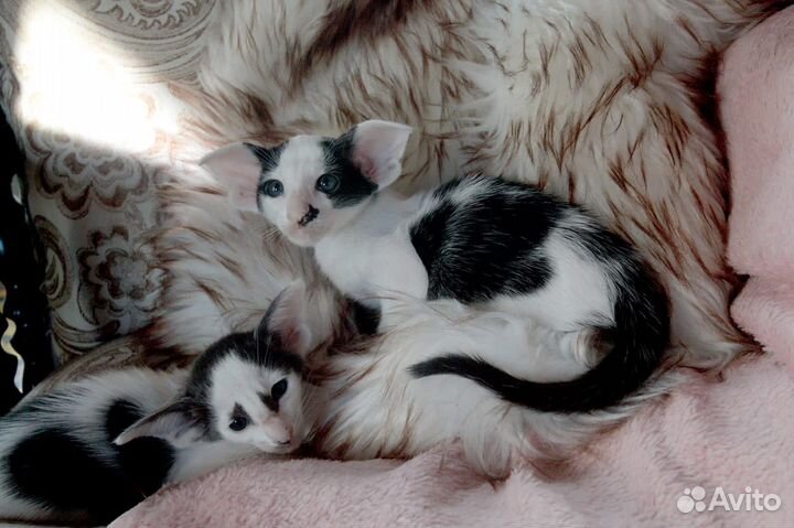 Ориентальный котик экстремального типа