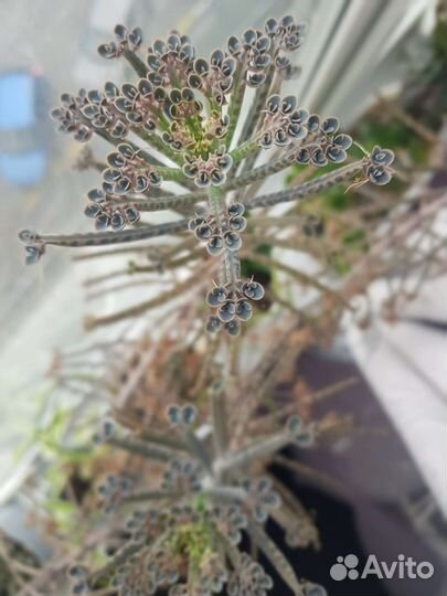 Каланхоэ трубкоцветный