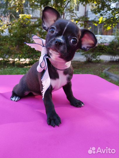 Чихуахуа девочка