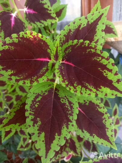 Цветок колеус