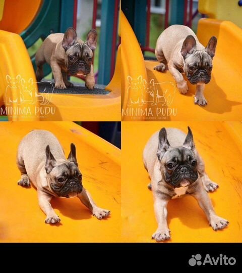 Ваша миникопия