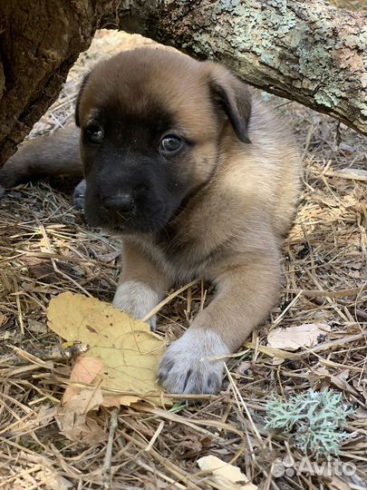 Щенки