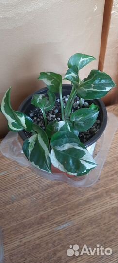 Эпипремнум