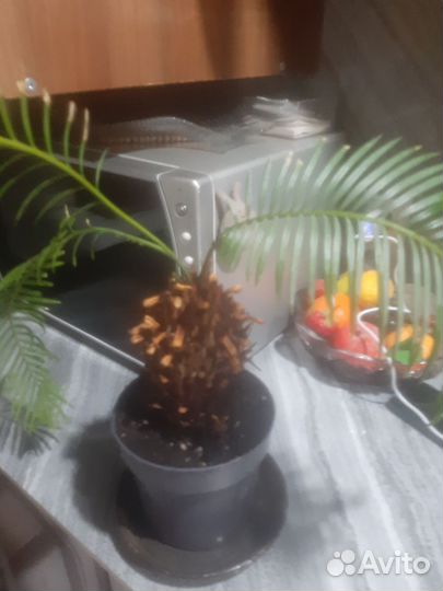 Пальма цикас революта