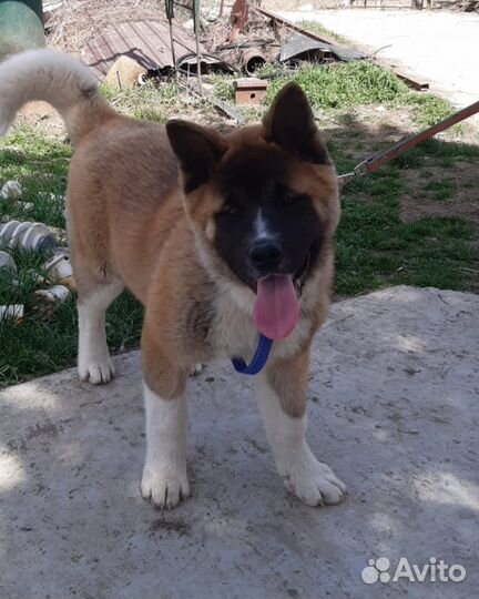 Щенки американской акиты