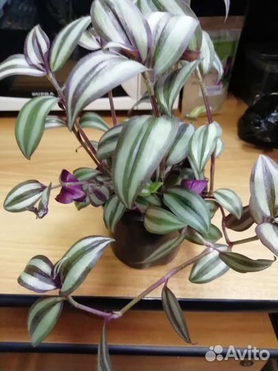 Пушистый кустик в горшочке