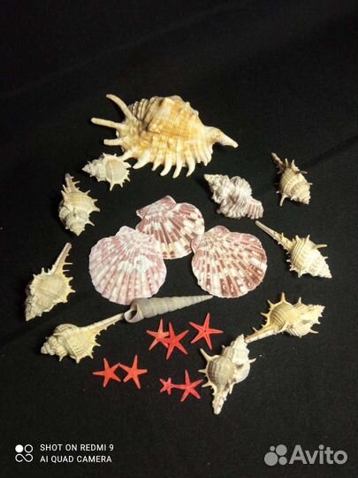 Морские ракушки раковины