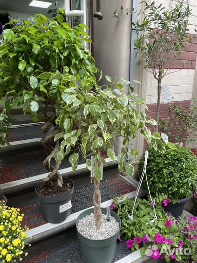 Фикус Бенджамина пестролистный