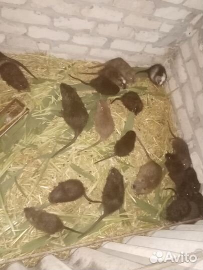 Нутрии малыши