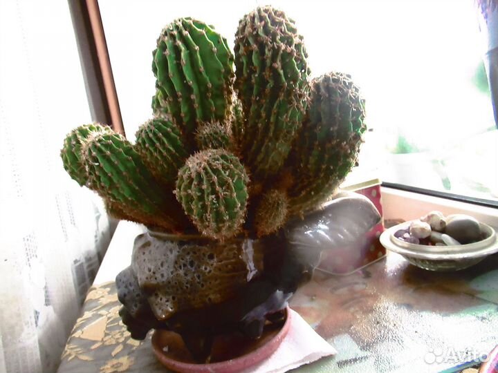 Продам цветы комнатные