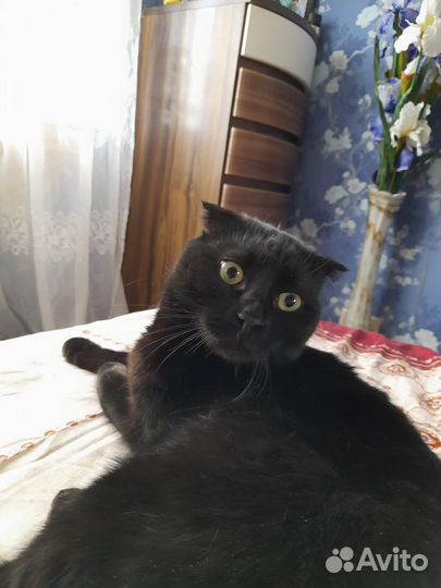 Британский вислоухий кот