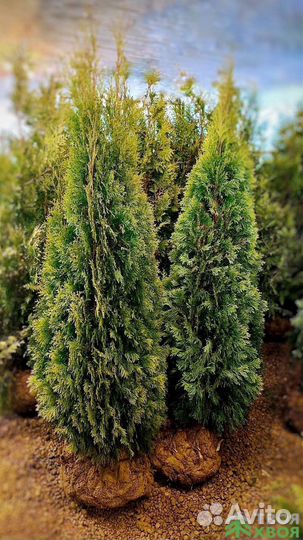 Туя голден смарагд 160см для дома и дачи