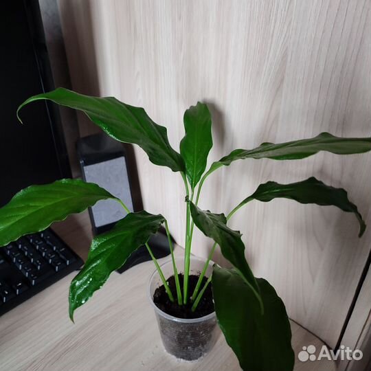 Комнатные цветы