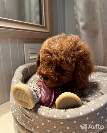 Мальтипу мини ф1 девчуля